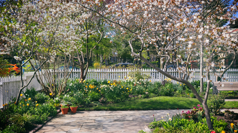 A backyard flower garden with flowering serviceberry trees