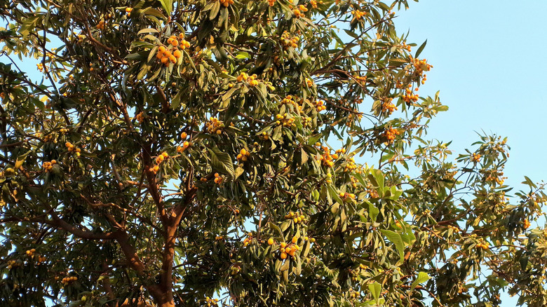 A loquat tree with green leaves and orange fruits