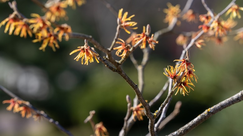 Red and yellow Ozark witch hazel flowers blooming on bare branches