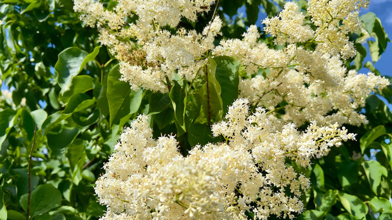 White Peking lilac flowers against green leaves