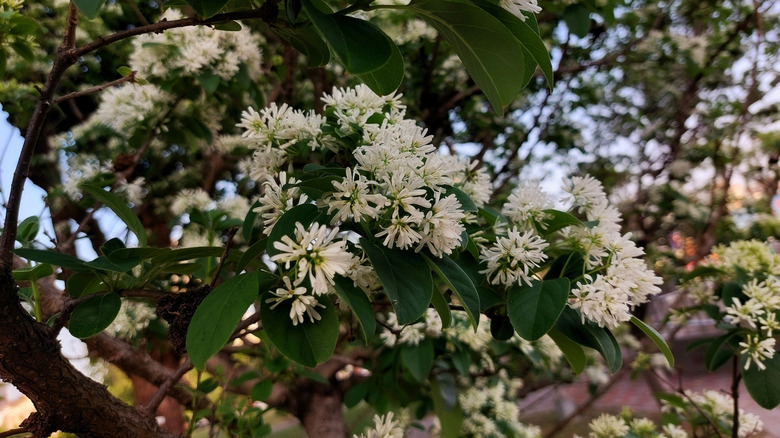 White seven-sons flower in bloom against green foliage