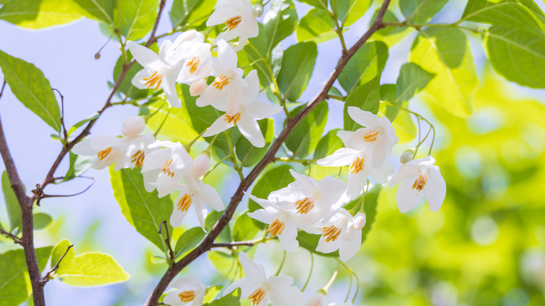 White and yellow silverbell flowers with green foliage
