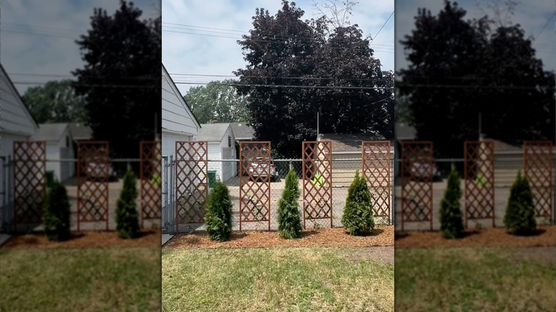 Four brown lattice panels and three shorter green trees are set in front of a chain link fence.
