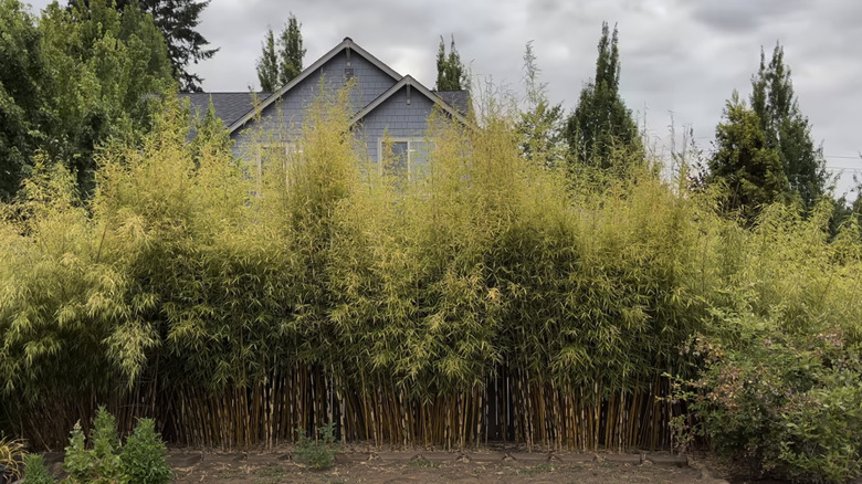 A row of tall yellow-green stalks of bamboo are planted in front of a light blue house.