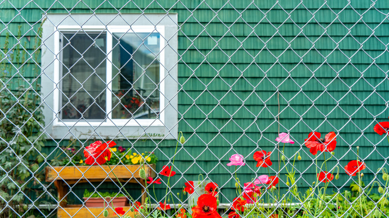 A chain link fence surrounds a garden of red and pink flowers and a green house.
