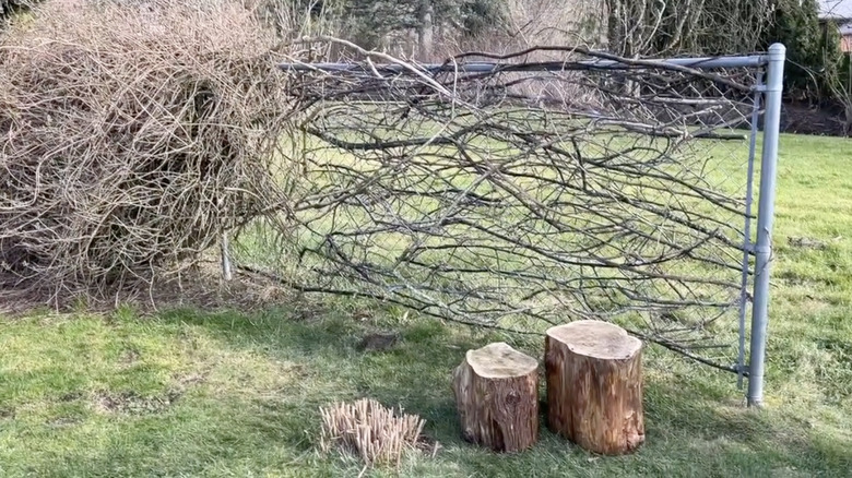 Dead branches are woven through a chain link fence.