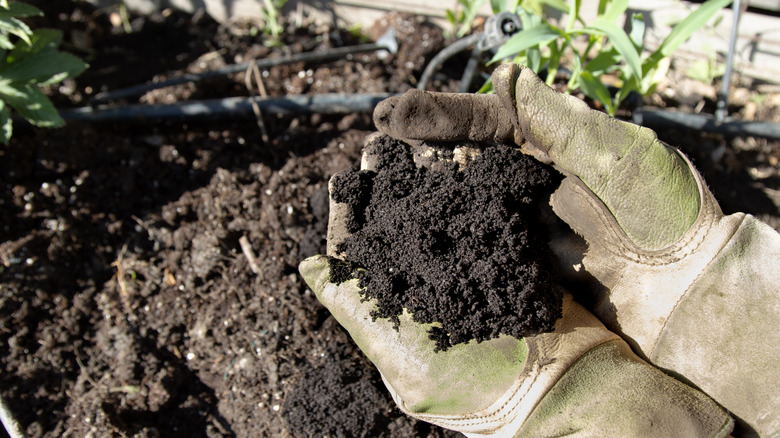 Gloved hands holding worm castings to mix into soil