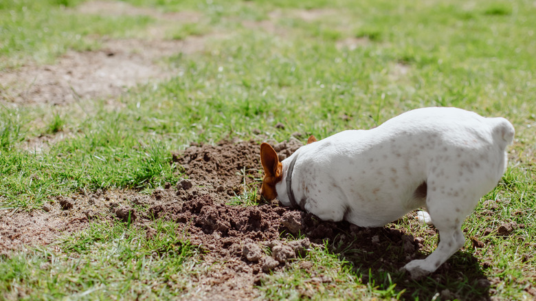 A small white and brown dog digging a hole in a grassy lawn