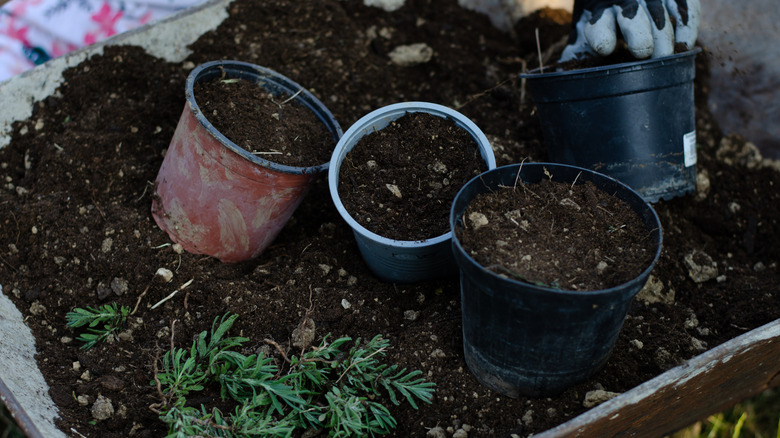 Four plastic pots and soil in a wheelbarrow