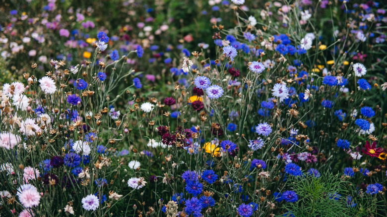 An assortment of blue, white, yellow, and red wildflowers in a meadow