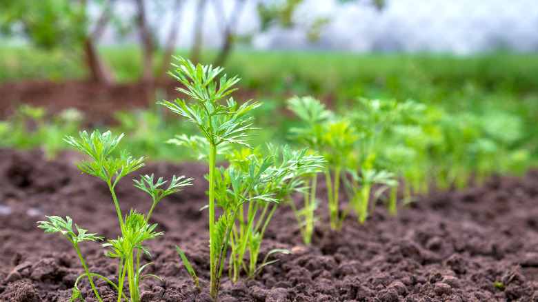 Young green carrot plants sprouting in soil