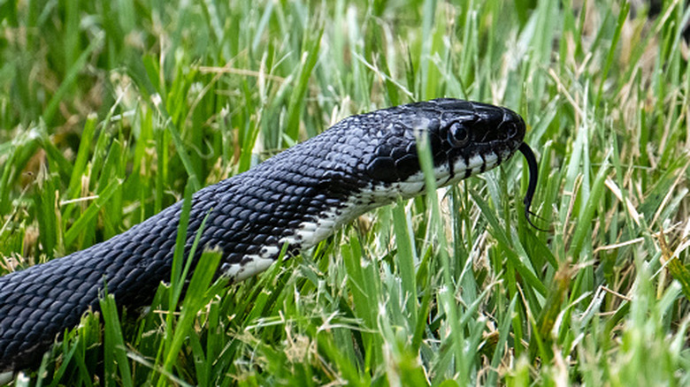 Close up of a snake in the grass.