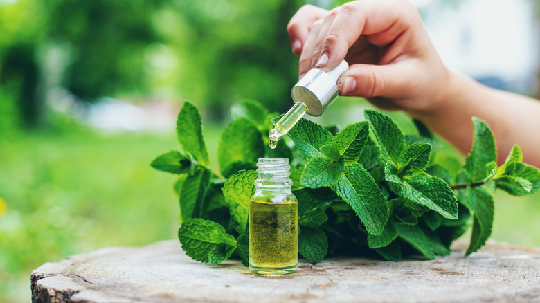 Woman pulls a dropper of peppermint oil from a small container.