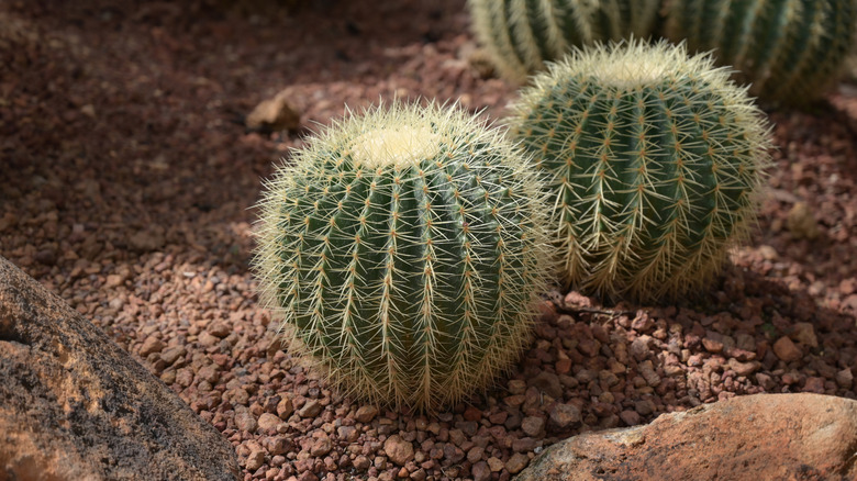 Barrel cactus grow in a yard.