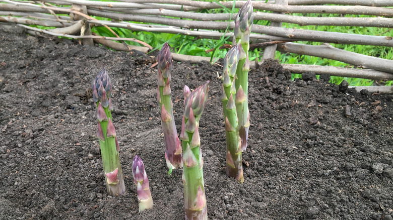 Green and purple asparagus plants growing in a fenced garden