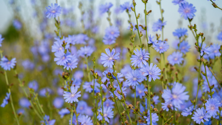 Purple chicory blossoms in a field