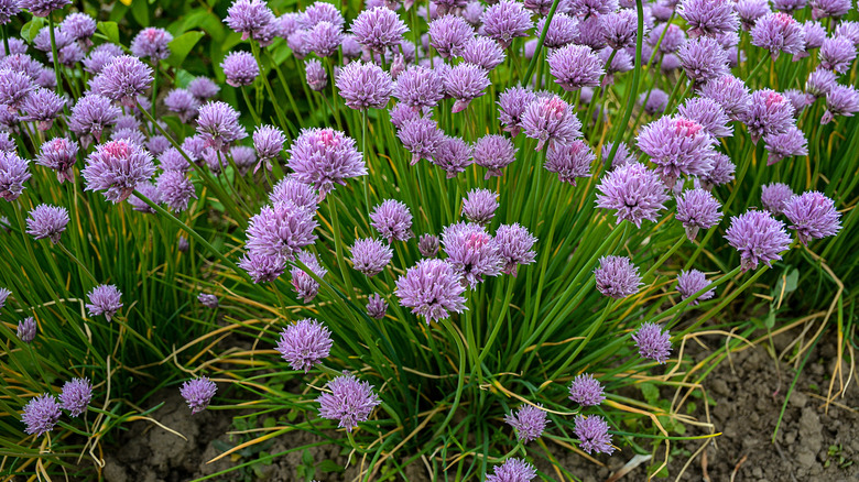 Purple flowering chive plants