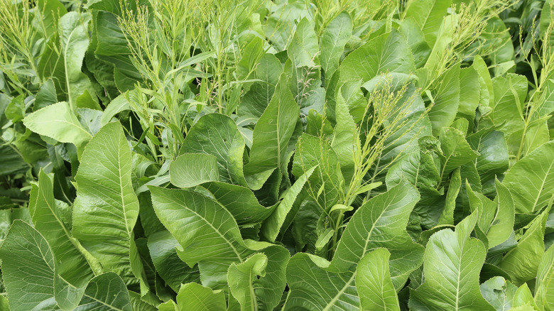 Green horseradish growing in a garden
