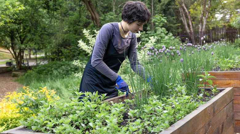 A young dark haired woman harvesting chives in a raised garden bed