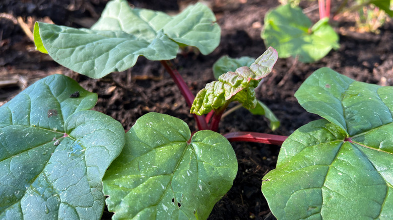 A young rhubarb plant with green leaves and red stalks