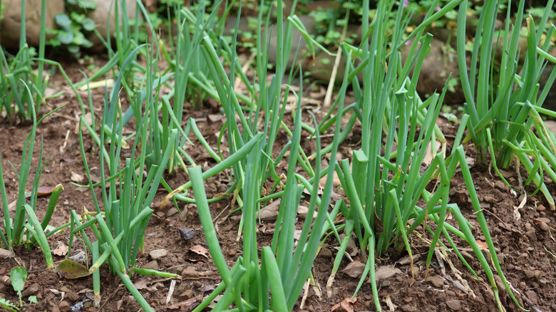 Green scallions growing in a garden