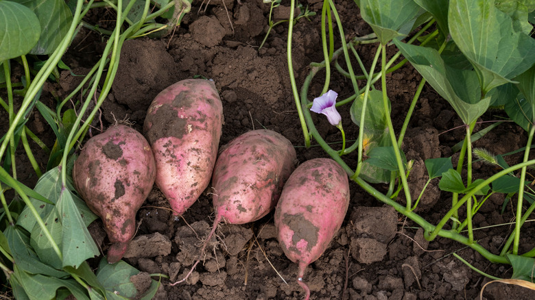 Harvested sweet potato tubers on dirt surrounded by green vines