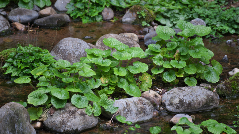 Wasabi plants growing in a stony stream