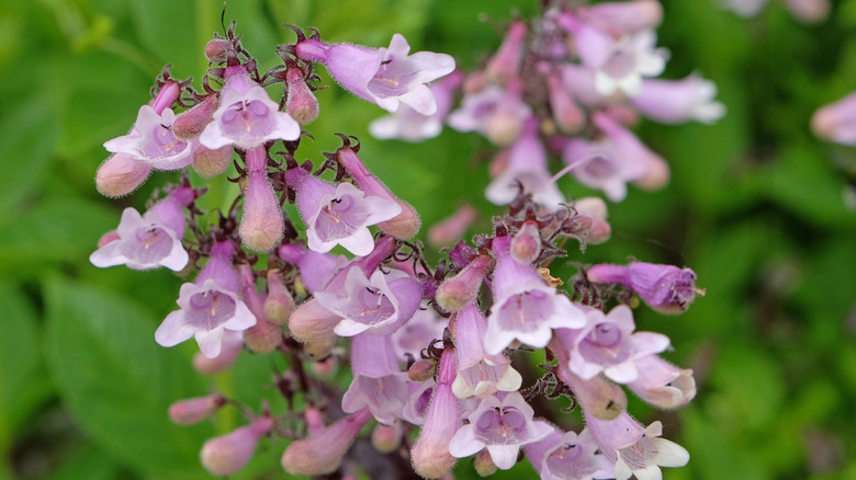 Penstemon plants with clusters of tubular pale pink flowers blooming on tall stems.
