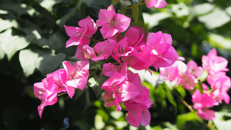Pink bougainvillea bracts glowing in sunlight, surrounded by lush green leaves