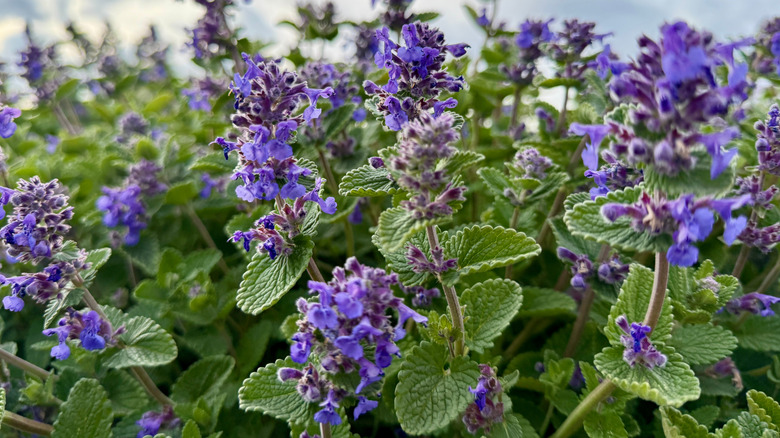 Catmint in bloom with clusters of small purple flowers and textured green foliage, growing in a dense garden patch.
