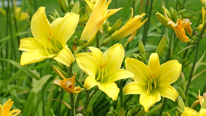 Bright yellow daylily flowers blooming in a lush garden bed.