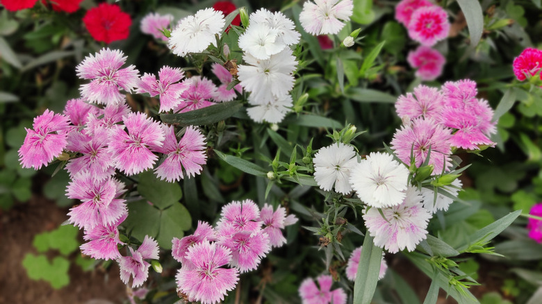 Dianthus flowers in shades of white, pink, red, and magenta, surrounded by green foliage.