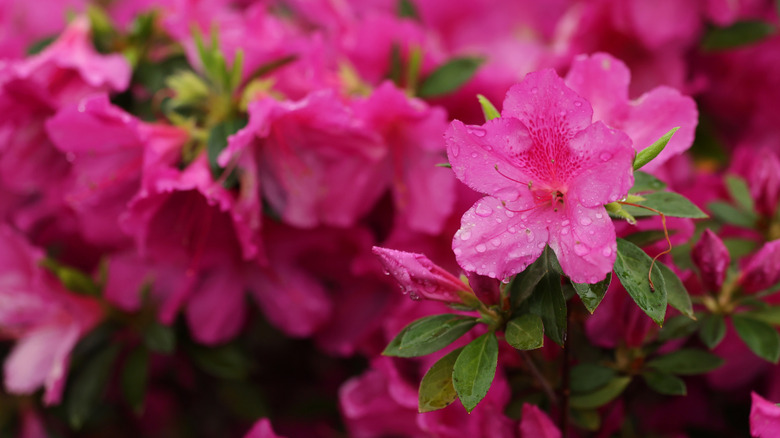 Bright pink azalea blooms with glossy green foliage.
