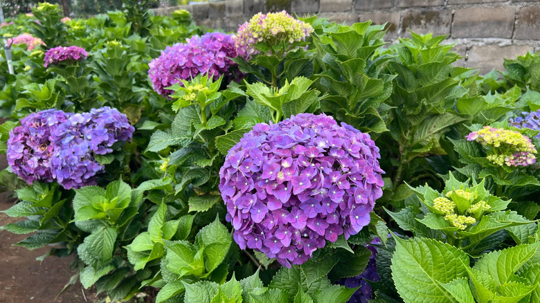 Purple hydrangeas in full bloom with green foliage in a garden bed.