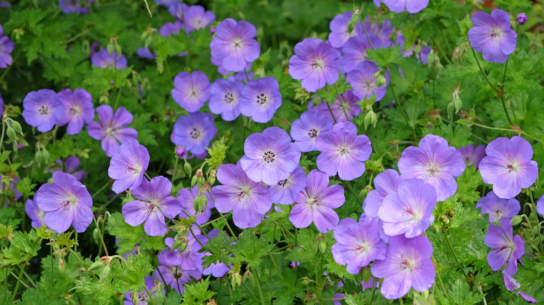 Cluster of blooming purple perennial geranium flowers surrounded by green foliage in a garden bed.