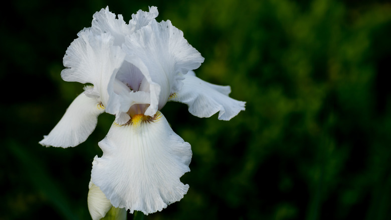 Close-up of a white bearded iris flower in full bloom, showcasing its ruffled petals and yellow throat.