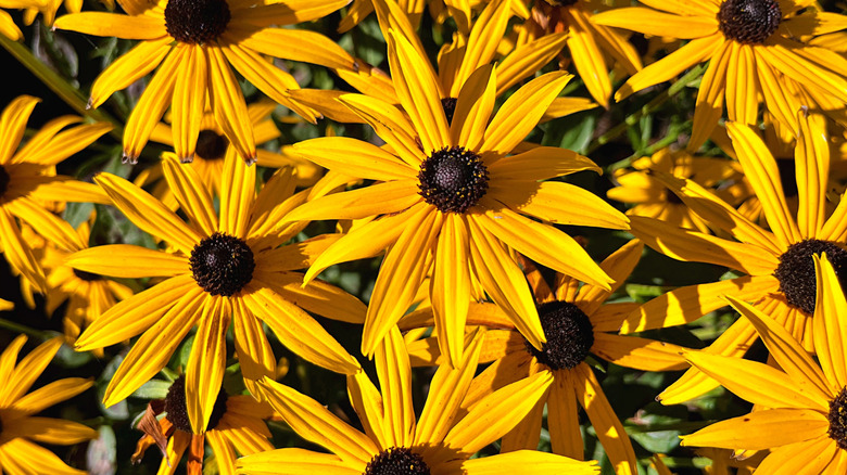 A group of yellow and brown black-eyed susans