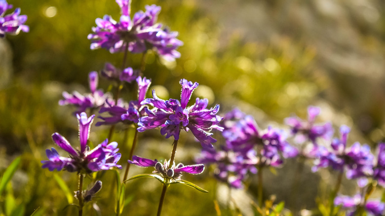 Purple foothills penstemon flowers against a green background