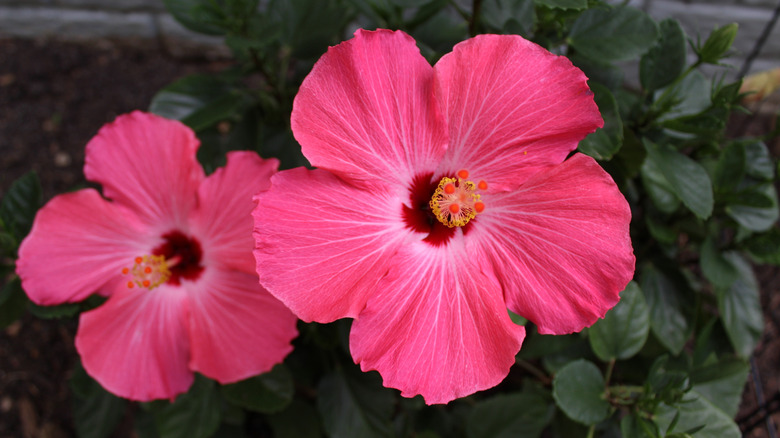 Two pink hardy hibiscus blooms against dark green foliage