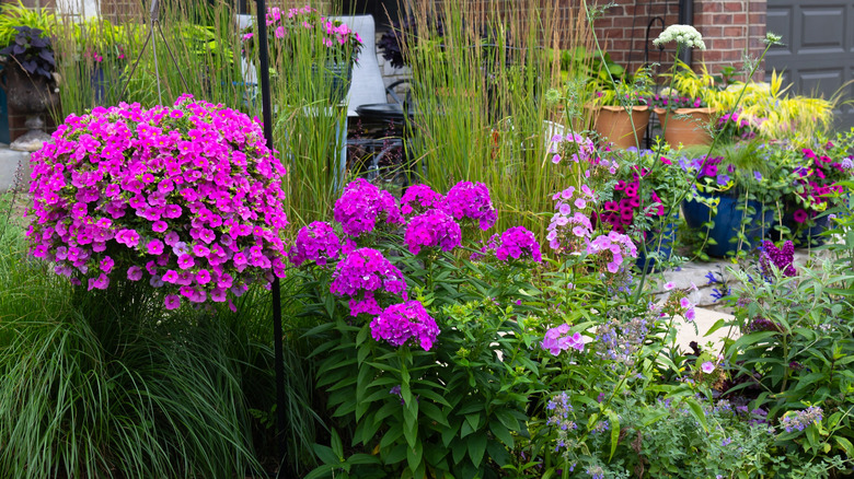 A colorful front garden including pink petunias and pink phlox