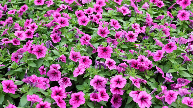 A mass planting of pink and purple petunias