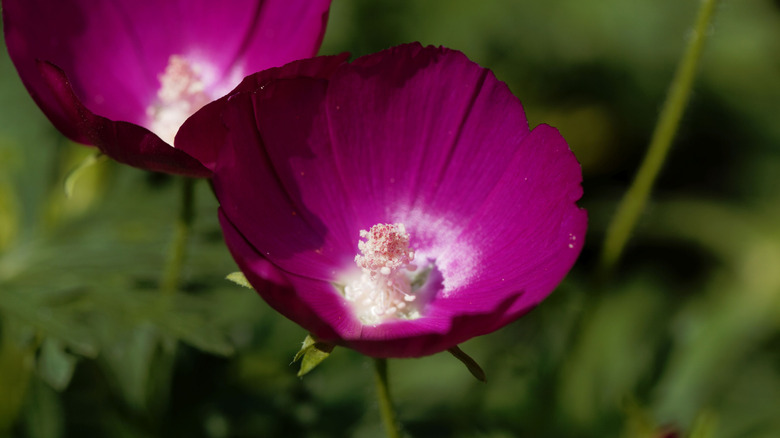 Closeup of two magenta purple poppy mallow flowers