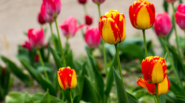 Red and yellow variegated tulips with pink tulips in the background.
