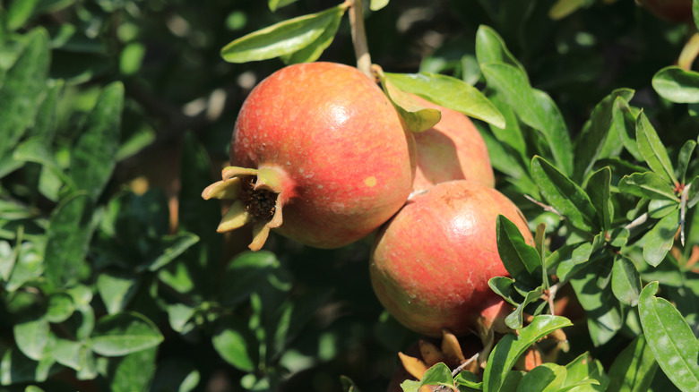 A cluster of pomegranates grow on a branch.