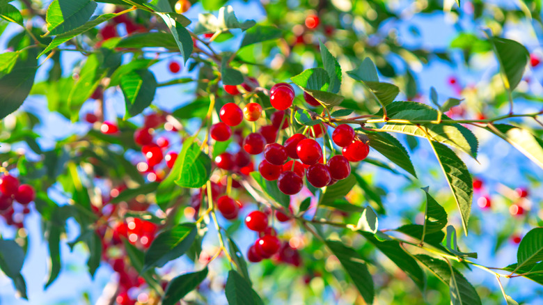 Close up view of cherries hanging from branch.