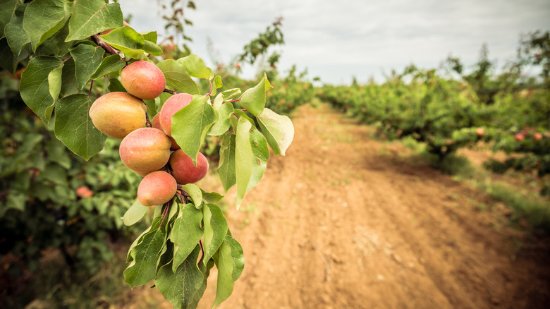Peach trees grow in a row in an orchard.