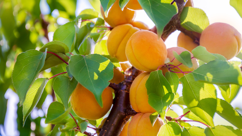 Close up view of apricots growing on a leafy branch.