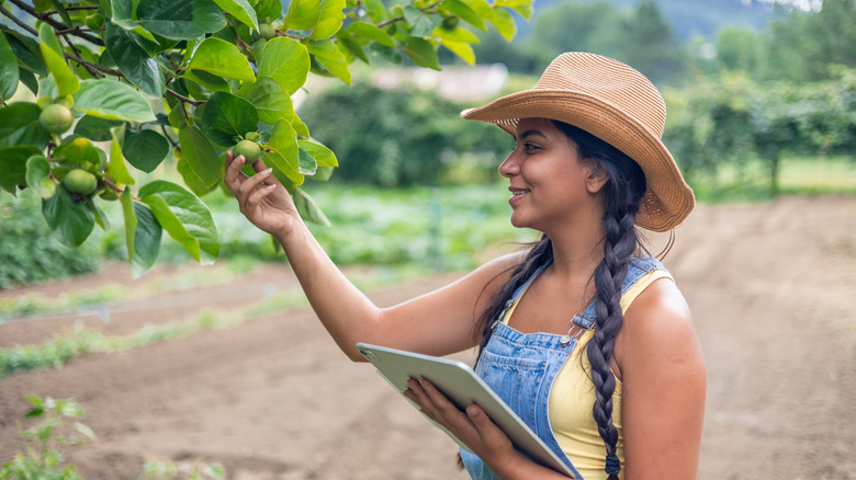 Gardner inspects a persimmons fruit on her tree.