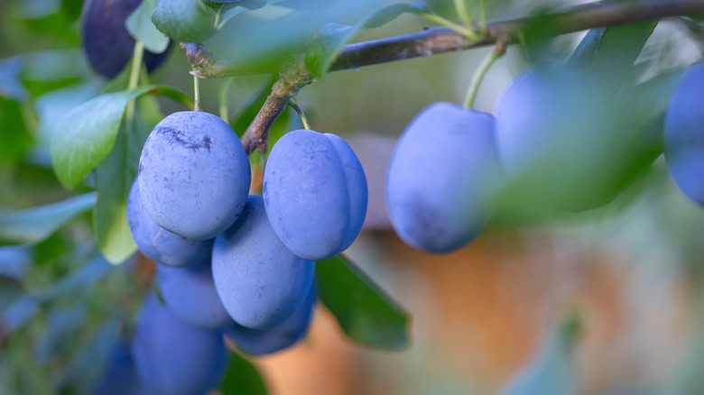 Purple plums grow in a cluster on a branch.