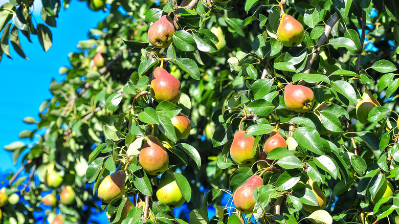 Pears grow in a tree.